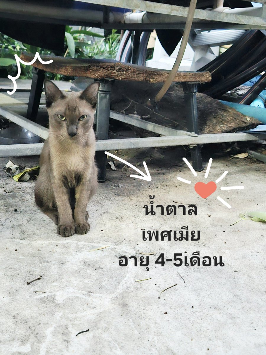 jaypiy1's tweet photo. ขอพาน้องแมวมาหาบ้านนะคะ

น้องน้ำตาล เพศเมีย
อายุ : ประมาณ 4-5 เดือน
ที่มา : น้องเป็นแมวที่แม่แมวจรมาคลอดที่ทำงาน

ขอความกรุณารับพิจารณาน้องหน่อยนะคะ ไม่รู้ว่าน้องจะอยู่ตรงนี้ได้นานแค่ไหน ที่ทำงานไม่ให้ ให้อาหารแล้วค่ะ
#ทาสแมว #แมวจร #แมวจรหาบ้าน https://t.co/LnHG9dnML5