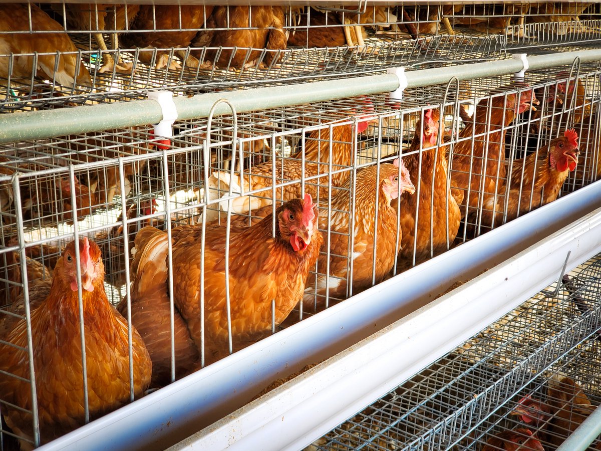 SidiqFarm's tweet photo. We are committed to producing premium-quality eggs through professional poultry management. https://t.co/2fR7mdnWcf