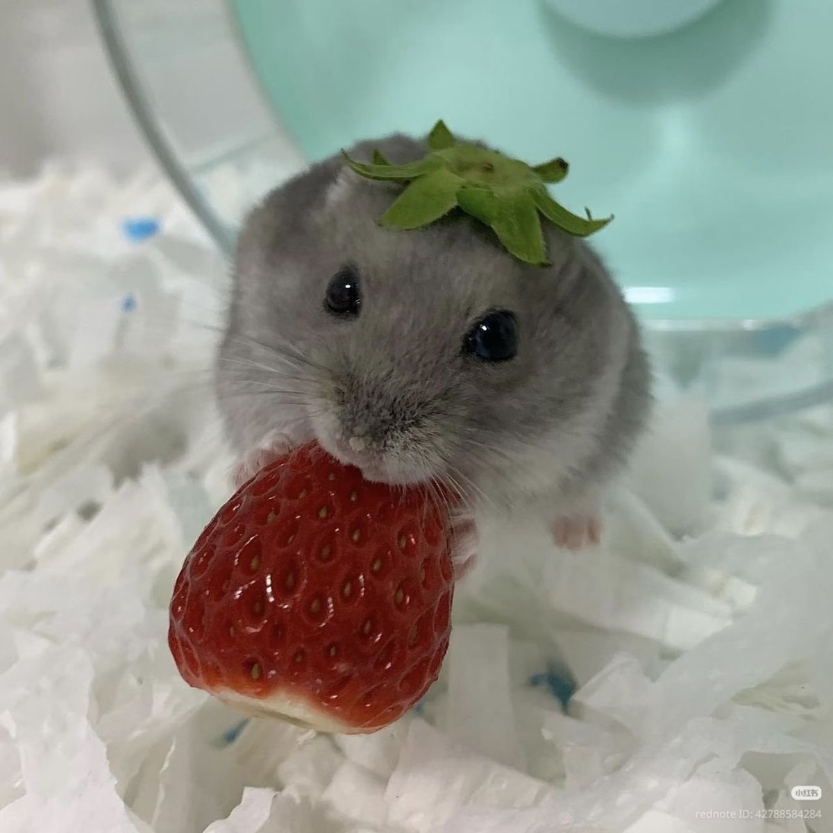 TweetsOfHamster's tweet photo. 🍓🍓 https://t.co/uwDYIDul6n
