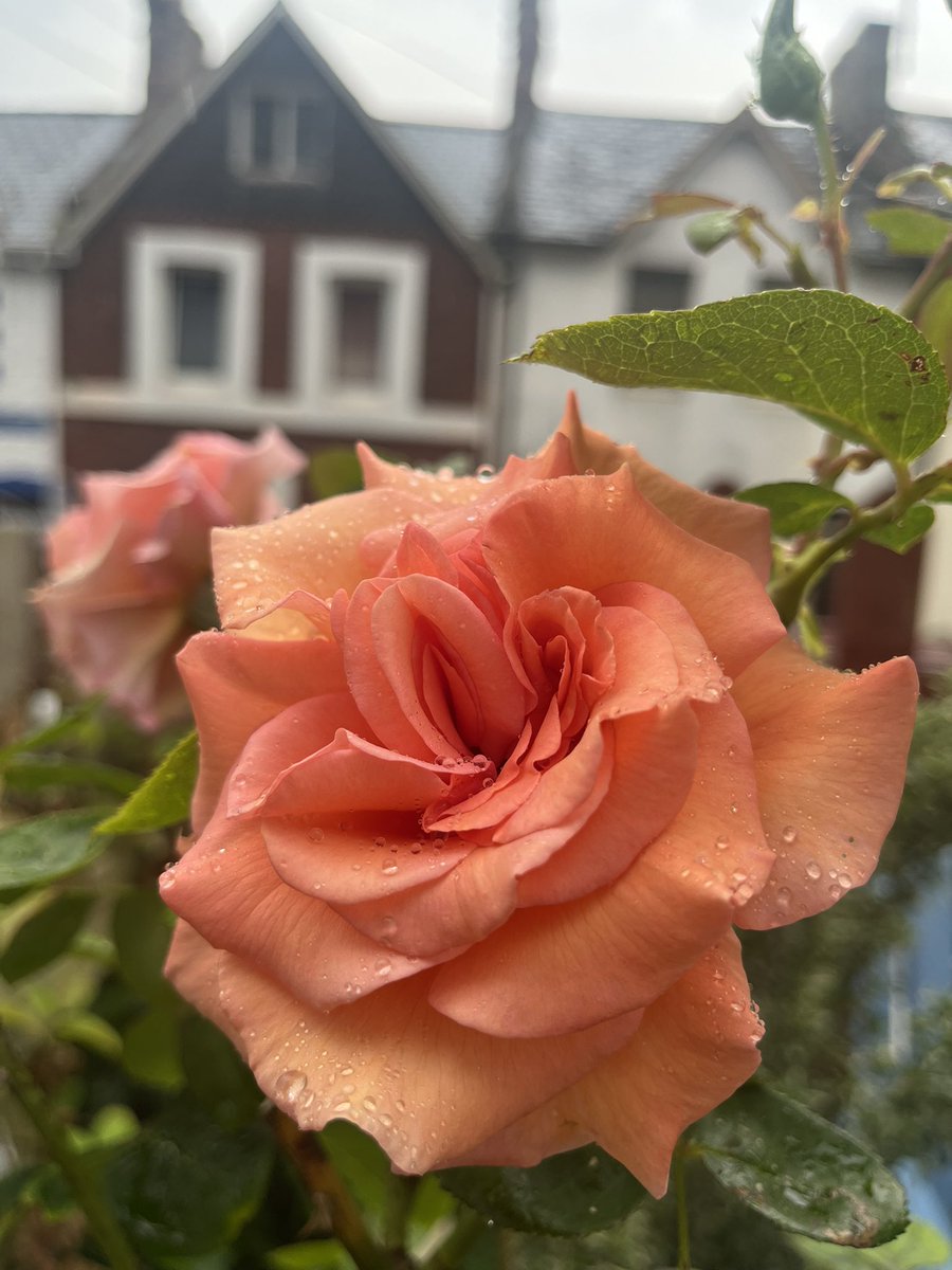 Ward2Fiona's tweet photo. @GWmag This rose 🌹 https://t.co/aGyVq69KBs