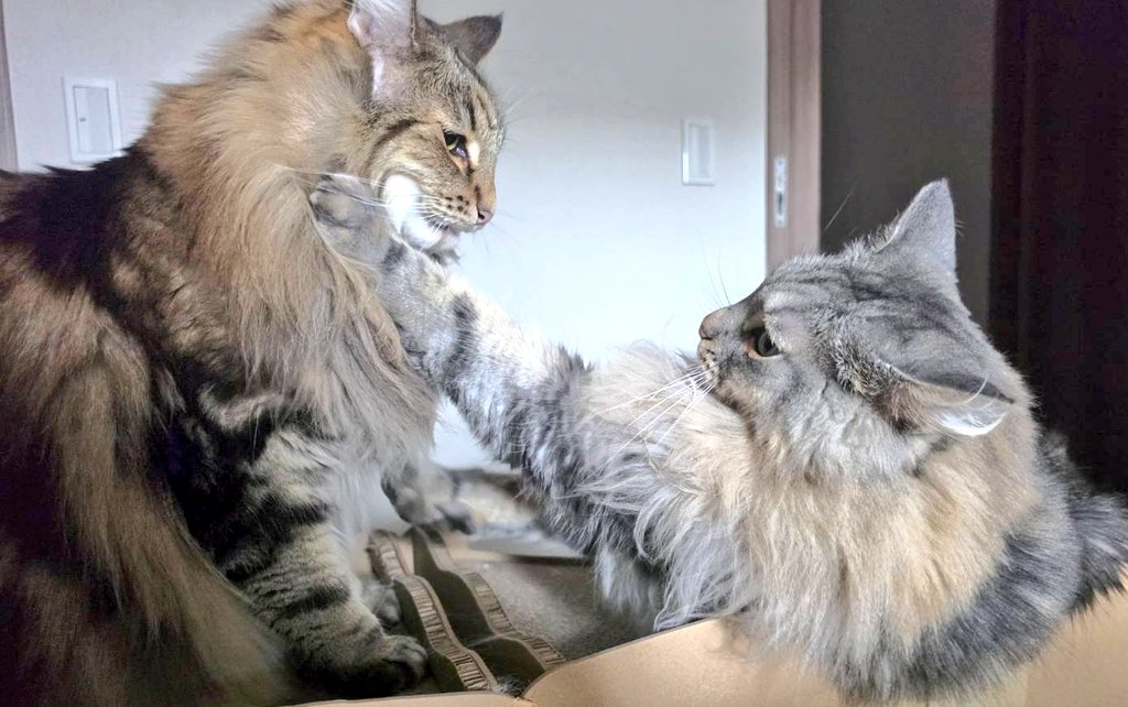solvandgull's tweet photo. バトル中ﾈｺﾁｬﾝｽﾞです🐱🐱 https://t.co/bQI0JpGDbF