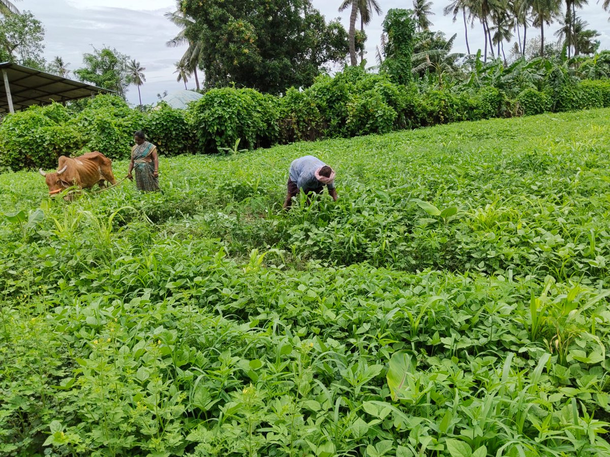 APZBNF's tweet photo. “For the past three years, I've been practising #NaturalFarming with 365 Days Green Cover. This season, PMDS with double seed kits has given me a thick crop stand, almost no weeds, and abundant green fodder for my cattle. It's supporting both my soil and my livestock.” – Chinta Suvarna Tejaswini, ICRP Farmer, Nandivelugu, Tenali.

On her 1.20 acre banana field, Tejaswini sowed a 28 seed PMDS mix with Seed Pelletisation on 4 June 2026. Despite receiving only two irrigations and minimal rainfall, the field has shown vigorous growth with excellent biomass. For the past five days, she has been harvesting around 15 bundles of green fodder daily, feeding 15 cattle, with enough biomass to continue for another two days.

As #ElNino increases the risk of delayed rains and prolonged dry spells, Pre Monsoon Dry Sowing , an innovation of #NaturalFarming, is empowering farmers to build climate resilience through continuous soil cover, moisture conservation, and biomass generation, ensuring security for both crops and livestock.

@vijaythallam @AndhraPradeshCM @ap_agriculture @rajbudithi65 

#365DGC #SeedPelletisation #ClimateResilience #ElNino #SustainableFarming