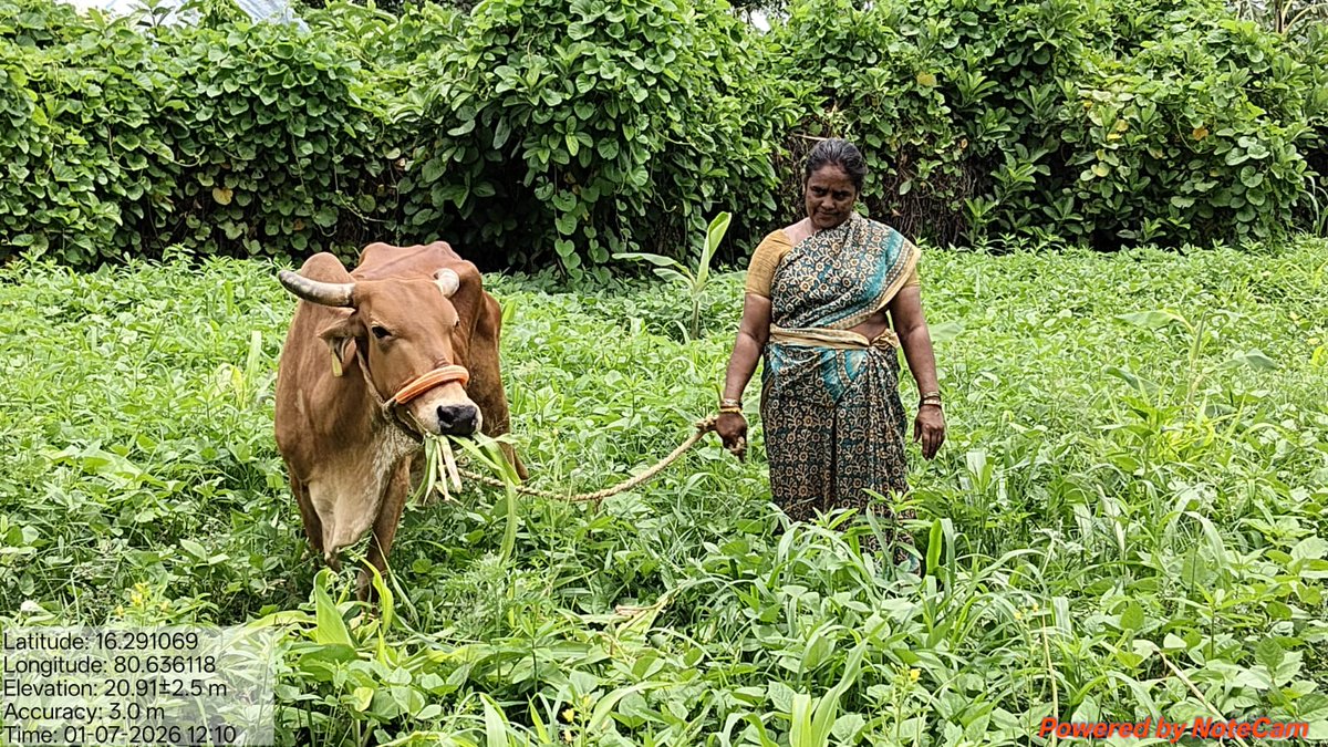 APZBNF's tweet photo. “For the past three years, I've been practising #NaturalFarming with 365 Days Green Cover. This season, PMDS with double seed kits has given me a thick crop stand, almost no weeds, and abundant green fodder for my cattle. It's supporting both my soil and my livestock.” – Chinta Suvarna Tejaswini, ICRP Farmer, Nandivelugu, Tenali.

On her 1.20 acre banana field, Tejaswini sowed a 28 seed PMDS mix with Seed Pelletisation on 4 June 2026. Despite receiving only two irrigations and minimal rainfall, the field has shown vigorous growth with excellent biomass. For the past five days, she has been harvesting around 15 bundles of green fodder daily, feeding 15 cattle, with enough biomass to continue for another two days.

As #ElNino increases the risk of delayed rains and prolonged dry spells, Pre Monsoon Dry Sowing , an innovation of #NaturalFarming, is empowering farmers to build climate resilience through continuous soil cover, moisture conservation, and biomass generation, ensuring security for both crops and livestock.

@vijaythallam @AndhraPradeshCM @ap_agriculture @rajbudithi65 

#365DGC #SeedPelletisation #ClimateResilience #ElNino #SustainableFarming