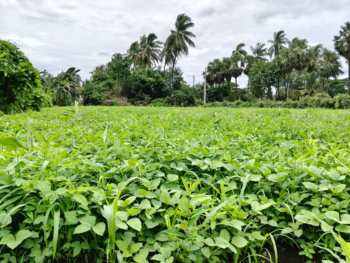 APZBNF's tweet photo. “For the past three years, I've been practising #NaturalFarming with 365 Days Green Cover. This season, PMDS with double seed kits has given me a thick crop stand, almost no weeds, and abundant green fodder for my cattle. It's supporting both my soil and my livestock.” – Chinta Suvarna Tejaswini, ICRP Farmer, Nandivelugu, Tenali.

On her 1.20 acre banana field, Tejaswini sowed a 28 seed PMDS mix with Seed Pelletisation on 4 June 2026. Despite receiving only two irrigations and minimal rainfall, the field has shown vigorous growth with excellent biomass. For the past five days, she has been harvesting around 15 bundles of green fodder daily, feeding 15 cattle, with enough biomass to continue for another two days.

As #ElNino increases the risk of delayed rains and prolonged dry spells, Pre Monsoon Dry Sowing , an innovation of #NaturalFarming, is empowering farmers to build climate resilience through continuous soil cover, moisture conservation, and biomass generation, ensuring security for both crops and livestock.

@vijaythallam @AndhraPradeshCM @ap_agriculture @rajbudithi65 

#365DGC #SeedPelletisation #ClimateResilience #ElNino #SustainableFarming