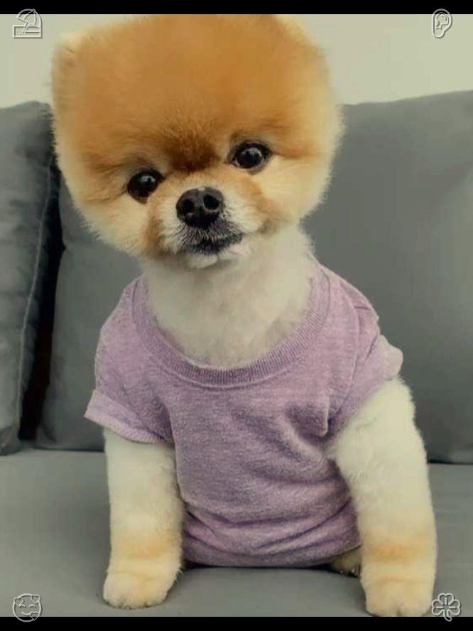dannxb's tweet photo. Puppies express simple joys through energetic barking, amplifying the happiness of everyday life. ⛏Honey and rose tea: warmth and tranquility. https://t.co/r1QXIwxo2D