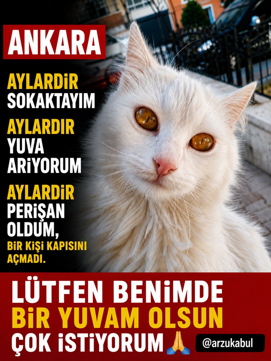 yuvabuldum's tweet photo. İletişim: @arzukabul https://t.co/SsGUczrksc