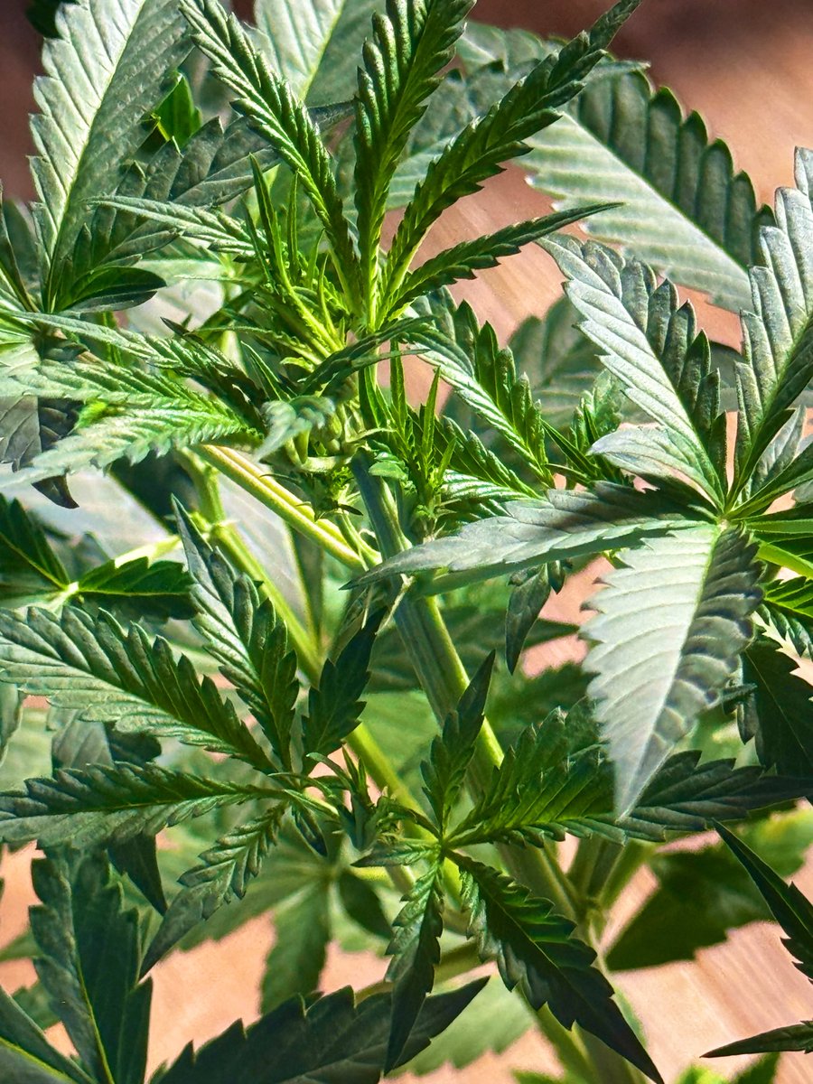 grwmesomething's tweet photo. Welcome to the official X account of Growing Me Something 🧪🪴

This community is for growers and botanist pushing genetics in ways people avoid to see how elite a cultivar truly is. 

With data on every run, we strive to get the most out of every seedling we drop.

- GMS https://t.co/z3HE0neiC3