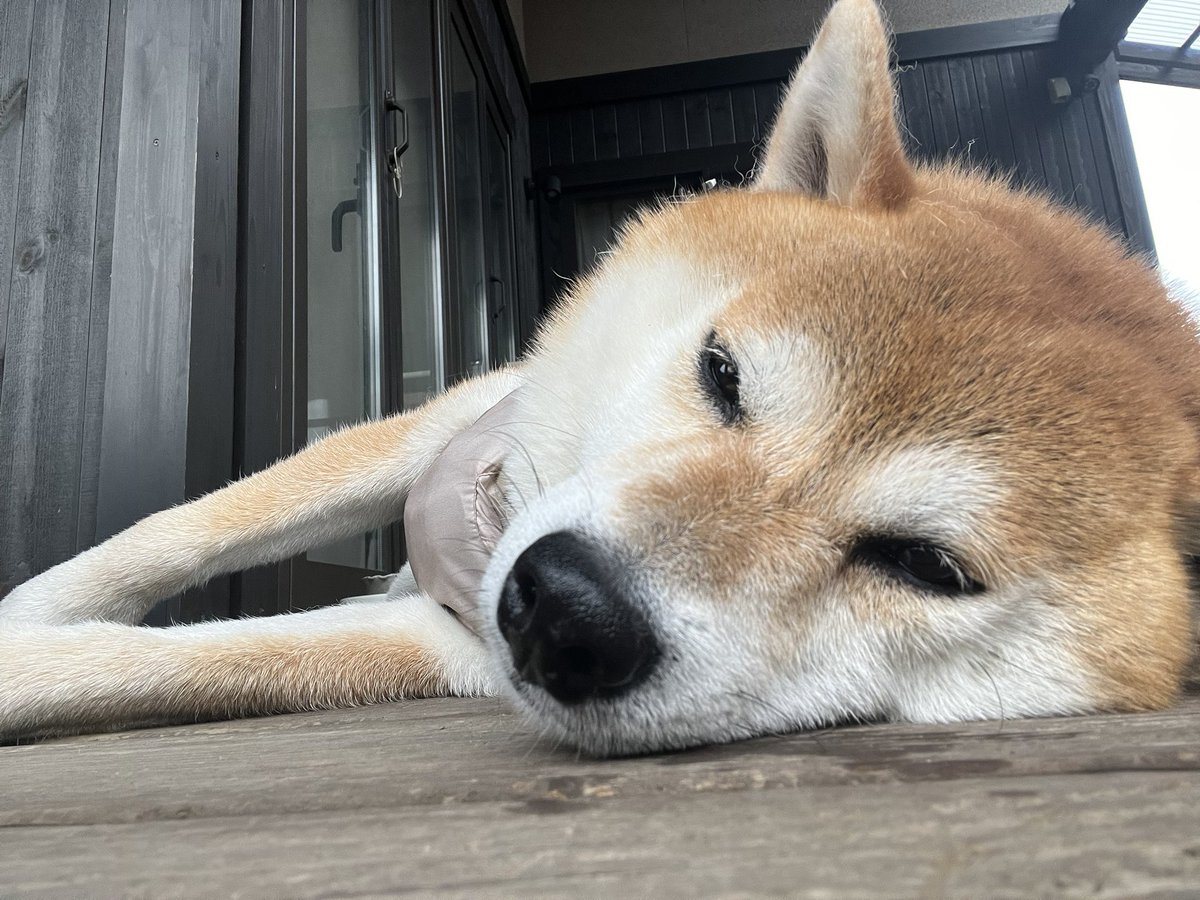 2daime_kanta's tweet photo. 雨音はシャカシャカの調べ

#カッパ隊に拗ねる柴犬の暮らし https://t.co/Uu67uF4ibv