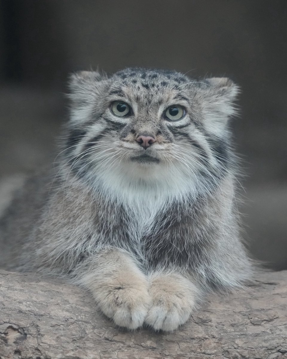 amie_manul's tweet photo. マヌルネコのアズちゃん https://t.co/SqVB8sySsG