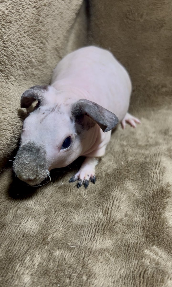 anicocodanna's tweet photo. 2026年6月3日生まれ
男の子の兄弟です。

身体はピンクですが
手首と足首から下が特徴的。
性格はおとなしいですが、
どっしり構えてる感じがします。

@animal_coco の続報をお待ち下さい！

#スキニーギニアピッグ https://t.co/HJfJiWSDL5