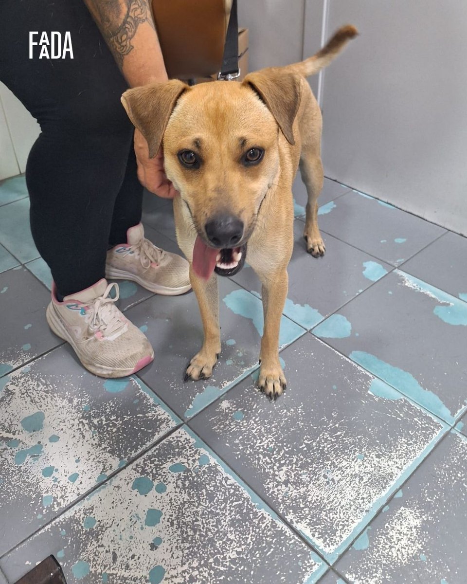 FAADAorg's tweet photo. 🐾 La ciudad de Cádiz está aceptando animales en sus recursos para personas en situación de sintecho a través de Humanos con Recursos, la entidad que acompaña a las personas en situación de sin hogar en el municipio, y FAADA.
 
🐕 Las personas en situación de sinhogarismo que conviven con animales de compañía se enfrentan a importantes barreras para acceder a recursos y servicios básicos. Entre ellas, la dificultad de encontrar espacios que permitan mantener el vínculo con sus animales o acceder a atención veterinaria cuando la necesitan.
 
👉 Humanos con Recursos acompaña a este colectivo donde gestionan el albergue municipal, el centro de día, pisos de reinserción y disponen de un equipo de calle dentro del municipio para atender a este colectivo. 
👉 Para dar respuesta a esta realidad, Humanos con Recursos y el Programa Mejores Amigos han iniciado una colaboración destinada a regularizar a los animales de estas personas para que puedan mantenerse unidos. 
 👉 Sus equipos cuentan con formación, asesoramiento técnico y apoyo veterinario para garantizar un acceso seguro e inclusivo a los recursos residenciales.
 
🤝 Gracias a este trabajo coordinado, los casos con animales ya han recibido la atención veterinaria necesaria para llevar a cabo la inclusión de los animales en los acompañamientos, contribuyendo al bienestar de las familias y favoreciendo la estabilidad de las personas atendidas y garantizando la buena convivencia dentro de los recursos que gestiona la entidad.
 
🔵🐾 Esta colaboración demuestra que, cuando los recursos sociales incorporan una mirada que reconoce la importancia del vínculo entre personas y animales, es posible eliminar barreras y construir respuestas más integrales e inclusivas. La coordinación entre Humanos con Recursos, el Programa Mejores Amigos y un veterinario cercano al recurso residencial, está haciendo posible que ninguna persona tenga que elegir entre acceder a un recurso o permanecer junto a su animal.