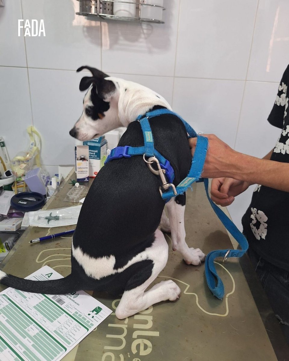 FAADAorg's tweet photo. 🐾 La ciudad de Cádiz está aceptando animales en sus recursos para personas en situación de sintecho a través de Humanos con Recursos, la entidad que acompaña a las personas en situación de sin hogar en el municipio, y FAADA.
 
🐕 Las personas en situación de sinhogarismo que conviven con animales de compañía se enfrentan a importantes barreras para acceder a recursos y servicios básicos. Entre ellas, la dificultad de encontrar espacios que permitan mantener el vínculo con sus animales o acceder a atención veterinaria cuando la necesitan.
 
👉 Humanos con Recursos acompaña a este colectivo donde gestionan el albergue municipal, el centro de día, pisos de reinserción y disponen de un equipo de calle dentro del municipio para atender a este colectivo. 
👉 Para dar respuesta a esta realidad, Humanos con Recursos y el Programa Mejores Amigos han iniciado una colaboración destinada a regularizar a los animales de estas personas para que puedan mantenerse unidos. 
 👉 Sus equipos cuentan con formación, asesoramiento técnico y apoyo veterinario para garantizar un acceso seguro e inclusivo a los recursos residenciales.
 
🤝 Gracias a este trabajo coordinado, los casos con animales ya han recibido la atención veterinaria necesaria para llevar a cabo la inclusión de los animales en los acompañamientos, contribuyendo al bienestar de las familias y favoreciendo la estabilidad de las personas atendidas y garantizando la buena convivencia dentro de los recursos que gestiona la entidad.
 
🔵🐾 Esta colaboración demuestra que, cuando los recursos sociales incorporan una mirada que reconoce la importancia del vínculo entre personas y animales, es posible eliminar barreras y construir respuestas más integrales e inclusivas. La coordinación entre Humanos con Recursos, el Programa Mejores Amigos y un veterinario cercano al recurso residencial, está haciendo posible que ninguna persona tenga que elegir entre acceder a un recurso o permanecer junto a su animal.