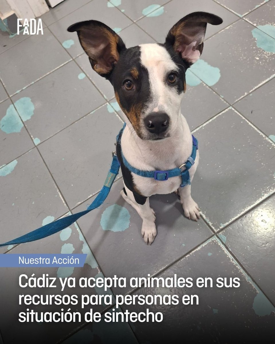 FAADAorg's tweet photo. 🐾 La ciudad de Cádiz está aceptando animales en sus recursos para personas en situación de sintecho a través de Humanos con Recursos, la entidad que acompaña a las personas en situación de sin hogar en el municipio, y FAADA.
 
🐕 Las personas en situación de sinhogarismo que conviven con animales de compañía se enfrentan a importantes barreras para acceder a recursos y servicios básicos. Entre ellas, la dificultad de encontrar espacios que permitan mantener el vínculo con sus animales o acceder a atención veterinaria cuando la necesitan.
 
👉 Humanos con Recursos acompaña a este colectivo donde gestionan el albergue municipal, el centro de día, pisos de reinserción y disponen de un equipo de calle dentro del municipio para atender a este colectivo. 
👉 Para dar respuesta a esta realidad, Humanos con Recursos y el Programa Mejores Amigos han iniciado una colaboración destinada a regularizar a los animales de estas personas para que puedan mantenerse unidos. 
 👉 Sus equipos cuentan con formación, asesoramiento técnico y apoyo veterinario para garantizar un acceso seguro e inclusivo a los recursos residenciales.
 
🤝 Gracias a este trabajo coordinado, los casos con animales ya han recibido la atención veterinaria necesaria para llevar a cabo la inclusión de los animales en los acompañamientos, contribuyendo al bienestar de las familias y favoreciendo la estabilidad de las personas atendidas y garantizando la buena convivencia dentro de los recursos que gestiona la entidad.
 
🔵🐾 Esta colaboración demuestra que, cuando los recursos sociales incorporan una mirada que reconoce la importancia del vínculo entre personas y animales, es posible eliminar barreras y construir respuestas más integrales e inclusivas. La coordinación entre Humanos con Recursos, el Programa Mejores Amigos y un veterinario cercano al recurso residencial, está haciendo posible que ninguna persona tenga que elegir entre acceder a un recurso o permanecer junto a su animal.