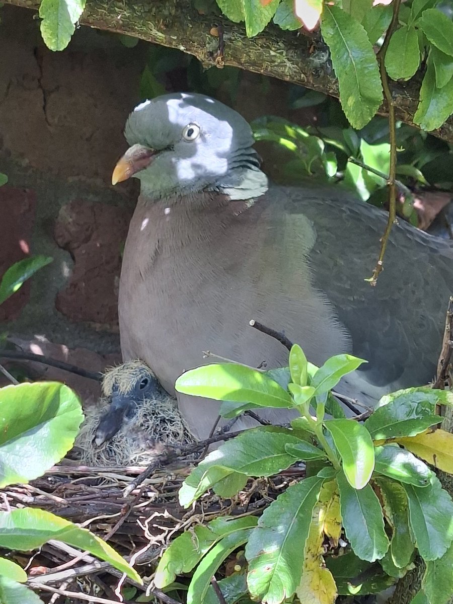 mycathardy's tweet photo. Mrs. Pigeon's squab has arrived. I think it's adorable #pigeons #birds #nest https://t.co/tKI6VwFmfB