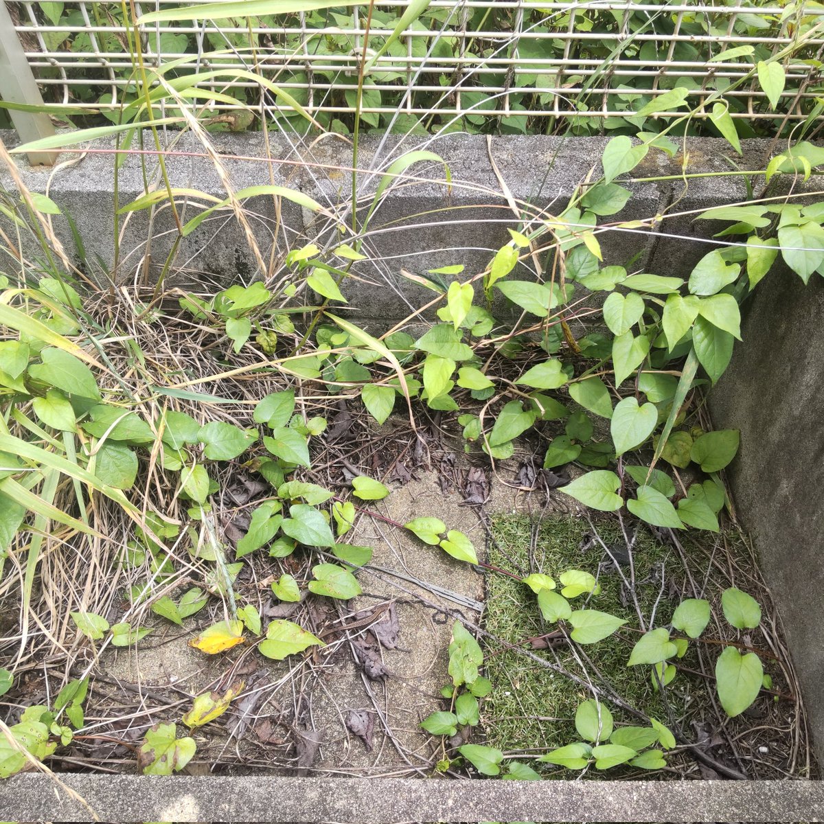 BAL6464's tweet photo. 定位置から降りたところにいた野生カナヘビ。 https://t.co/z1PXImYboj