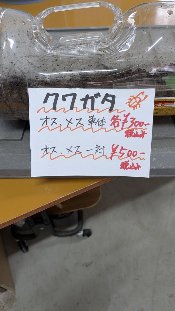 maaboo0616's tweet photo. クワガタ大量捕獲‼️ https://t.co/XgeIm7P7nv