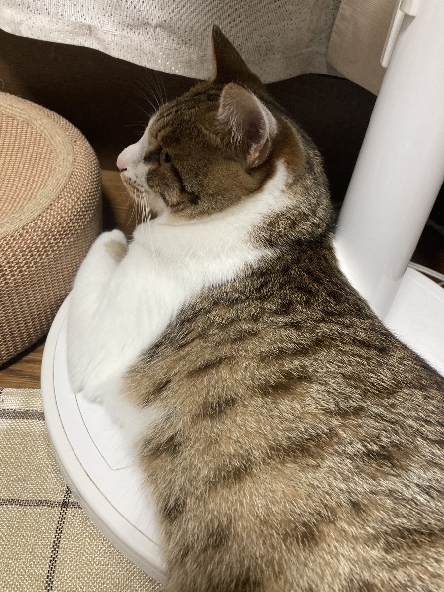 B063285's tweet photo. @Margaret_Sat ﾋﾞｪｰ…‼︎直近で撮ったのこれしかないﾋﾞｪｰ！ https://t.co/bjP7b6D7iS