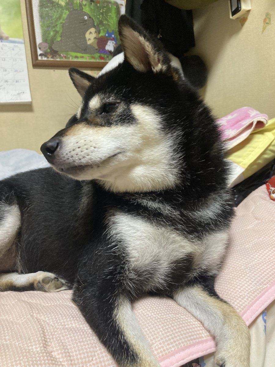 B063285's tweet photo. @Margaret_Sat ﾋﾞｪｰ…‼︎直近で撮ったのこれしかないﾋﾞｪｰ！ https://t.co/bjP7b6D7iS