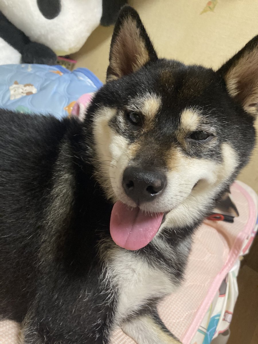 B063285's tweet photo. @Margaret_Sat ﾋﾞｪｰ…‼︎直近で撮ったのこれしかないﾋﾞｪｰ！ https://t.co/bjP7b6D7iS