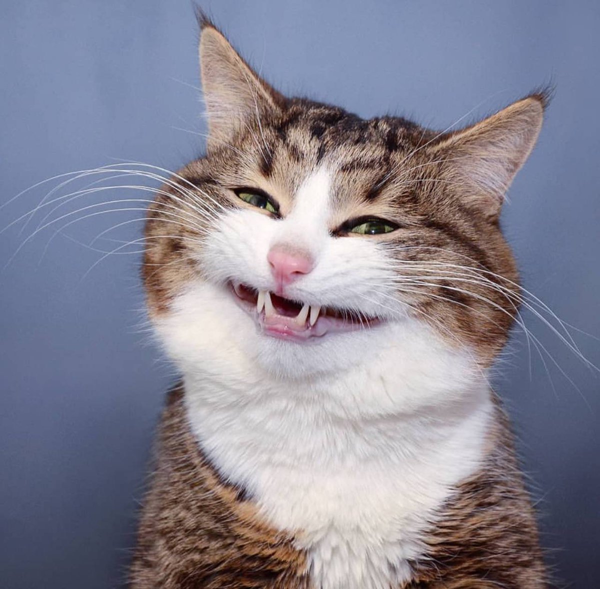 Rexiecat_sol's tweet photo. dubbed "the emoji cat" by the cats owner https://t.co/eDX9aWeGZR