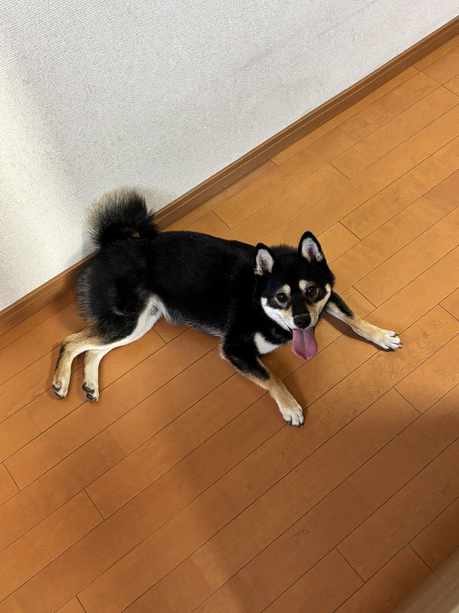 okoge_kawaii_i's tweet photo. パン焼いたら待ってた https://t.co/Xeirahrxd7