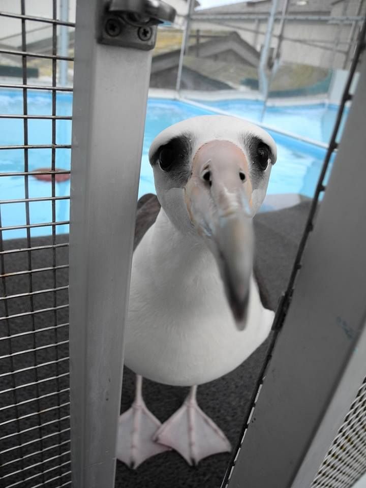 photon010's tweet photo. bird of sadness and despair https://t.co/28gHwjBnqW