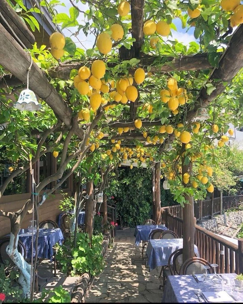 ey_79's tweet photo. #limon https://t.co/1VQxVbx6T3