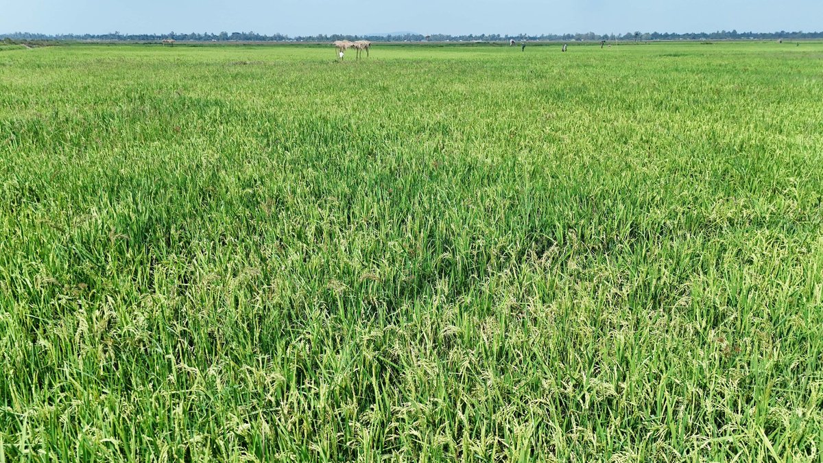 marto254_'s tweet photo. This is Bunyala irrigation scheme. Najua Busia hakujai onekana kitu kama hii. With working systems under Willy Kenya can feed herself https://t.co/qg6UEruuyQ