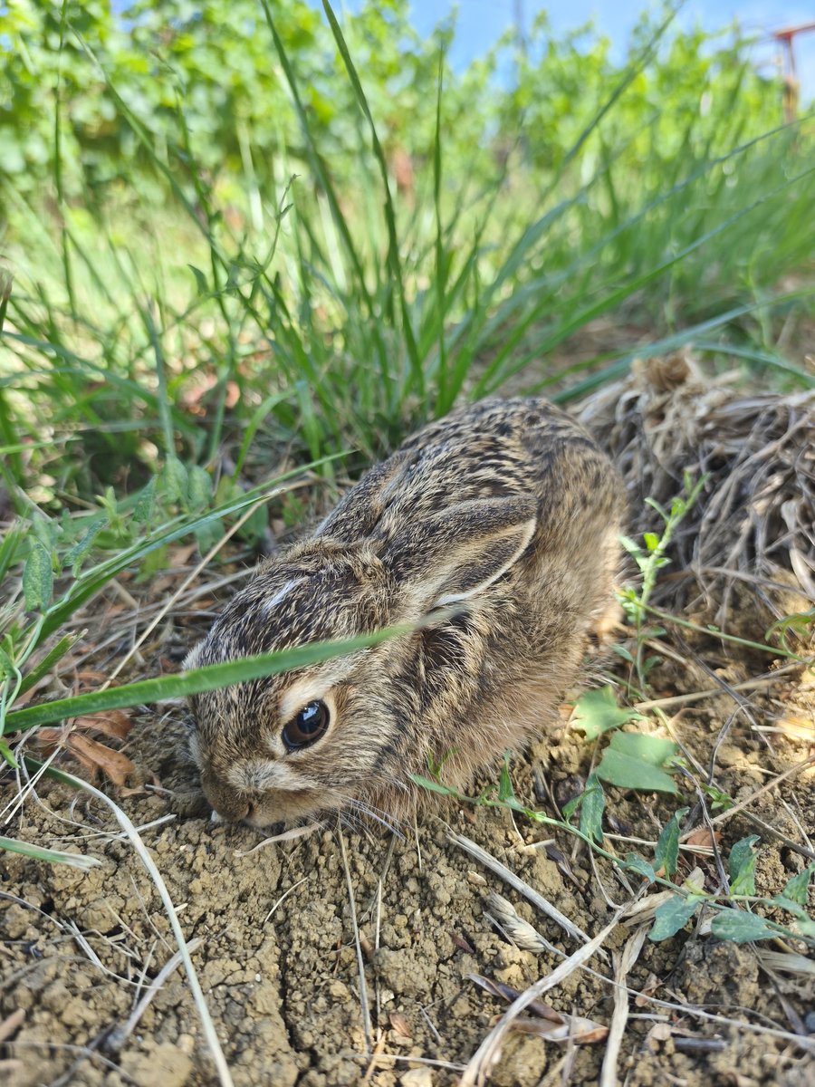 PascalNerbesson's tweet photo. Live. Rien ne sert de courir il faut se camoufler à point. Il est parti à mes pieds sans quoi je lui marchais dessus 😅. Pas un jour dans le #vignoble sans voir un #lièvre. C'est incroyable la population ces derniers temps encore + cette année 🤩
#bio #wine #Biodiversite #Vignes https://t.co/jRvZRcIF26