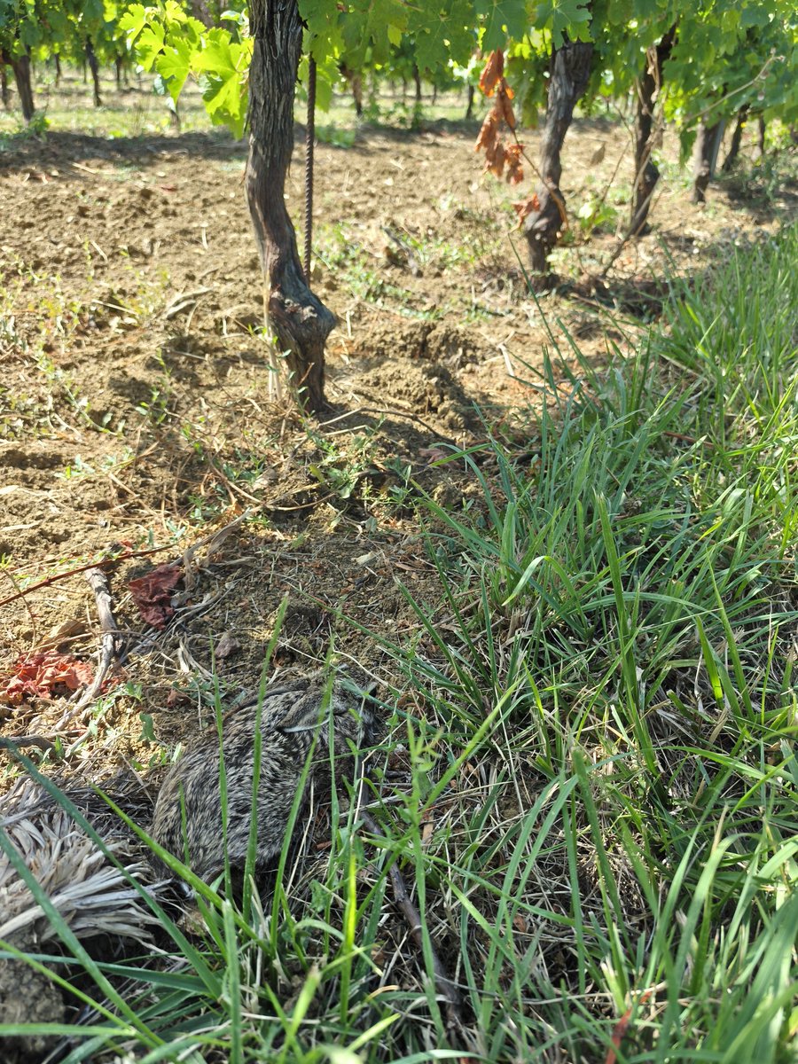 PascalNerbesson's tweet photo. Live. Rien ne sert de courir il faut se camoufler à point. Il est parti à mes pieds sans quoi je lui marchais dessus 😅. Pas un jour dans le #vignoble sans voir un #lièvre. C'est incroyable la population ces derniers temps encore + cette année 🤩
#bio #wine #Biodiversite #Vignes https://t.co/jRvZRcIF26
