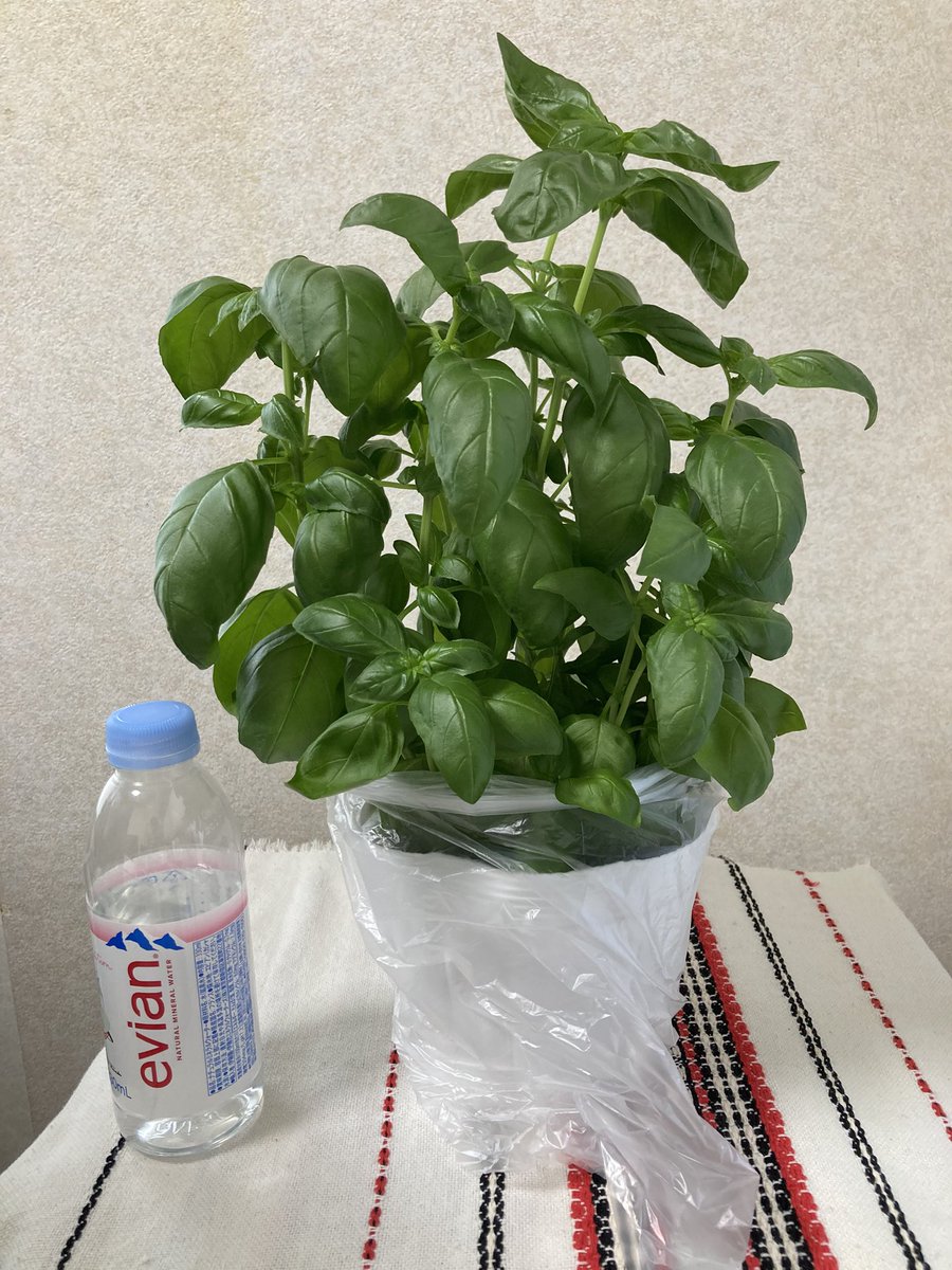 lumino91's tweet photo. マンションの入り口にモラハラ爺がいるのが見えたので、回れ右して建物の反対側に渡って園芸店に入ったら、こんな立派なバジルの鉢植えを250円で買えました。爺も避けられてラッキー✌️ https://t.co/q0svPXZUli