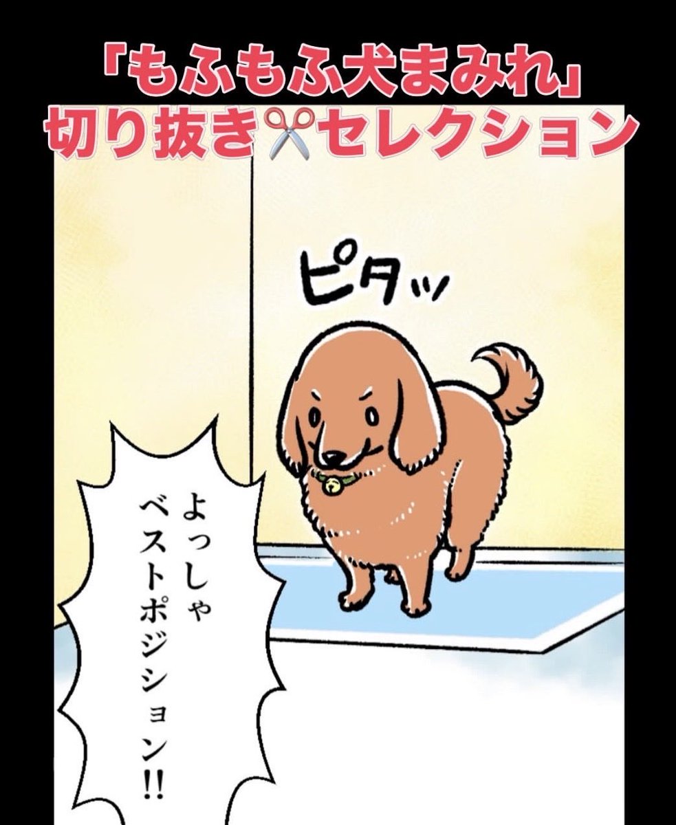 【旧作「もふもふ犬まみれ」切り抜き✂️セレクション】さん
『おトイレ事情』より、昨日の続きです①
10年前グミと銀次郎がまだ若く元気だった頃に週刊連載していた縦読みマンガ「マキナルの もふもふ犬まみれ!」の切り抜きです🐾
ニーブラ…懐かしいですねえ