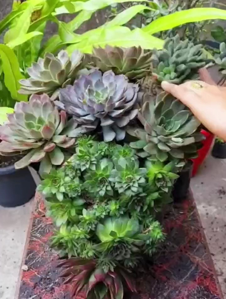 Samir3289's tweet photo. [Turn an old glass jar into a cute planter! Add some succulents, tie a jute rope—done!  Save money and upcycle ]， https://t.co/ei8rEvSKkW