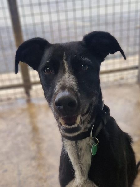 Penny2449's tweet photo. #forgottensoulshour
Cash 3 yr old Greyhound, he is good with people of all 
ages and dogs he knows and trusts, no cats/small 
furries, needs more work on being left, knows basic 
commands, more info/adopt him from 
@AnimalsInNeedUK https://t.co/A9lCYCq2w4