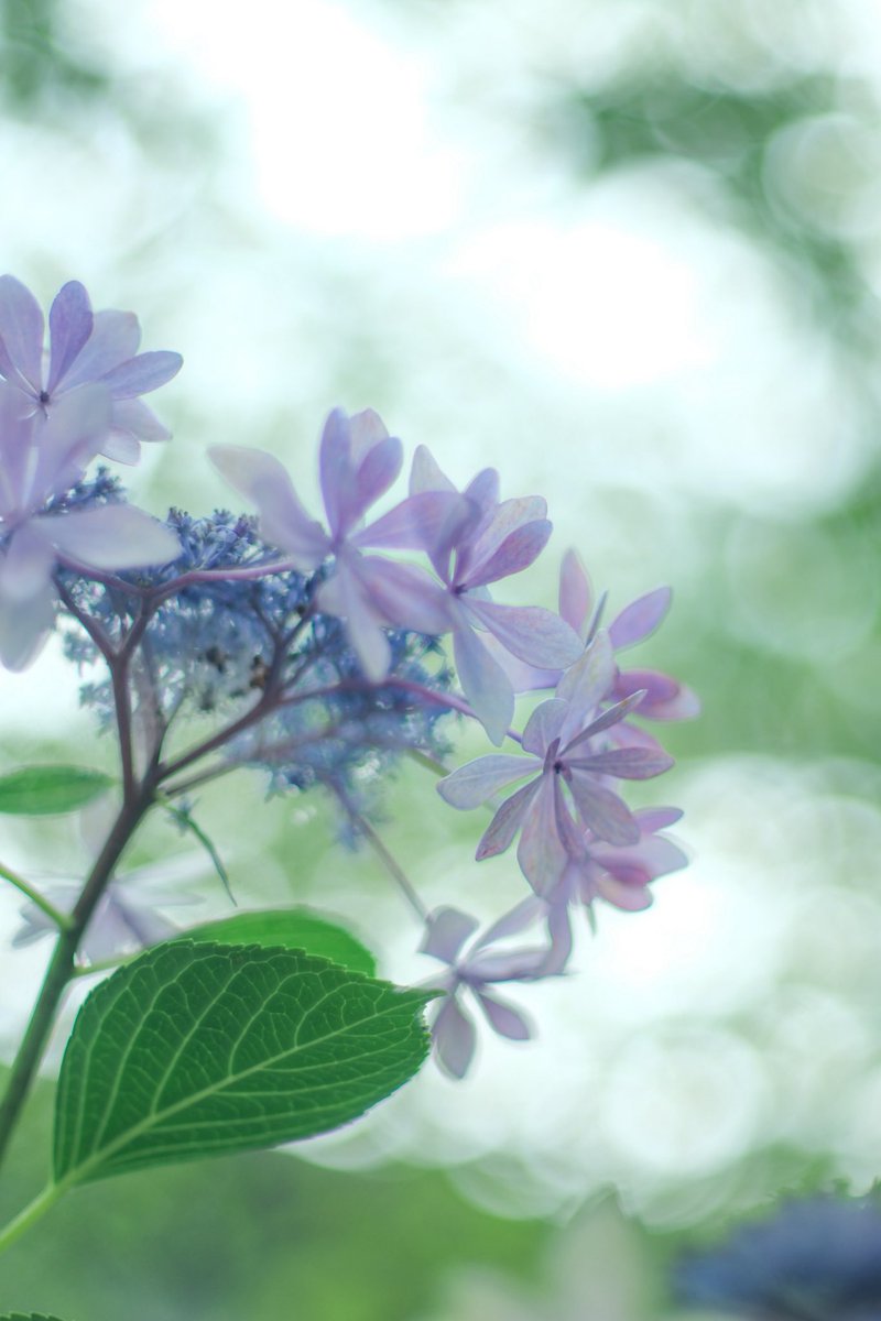 yotaka_photo's tweet photo. 木陰でひっそり咲いてた紫陽花 https://t.co/upuYCS88RA