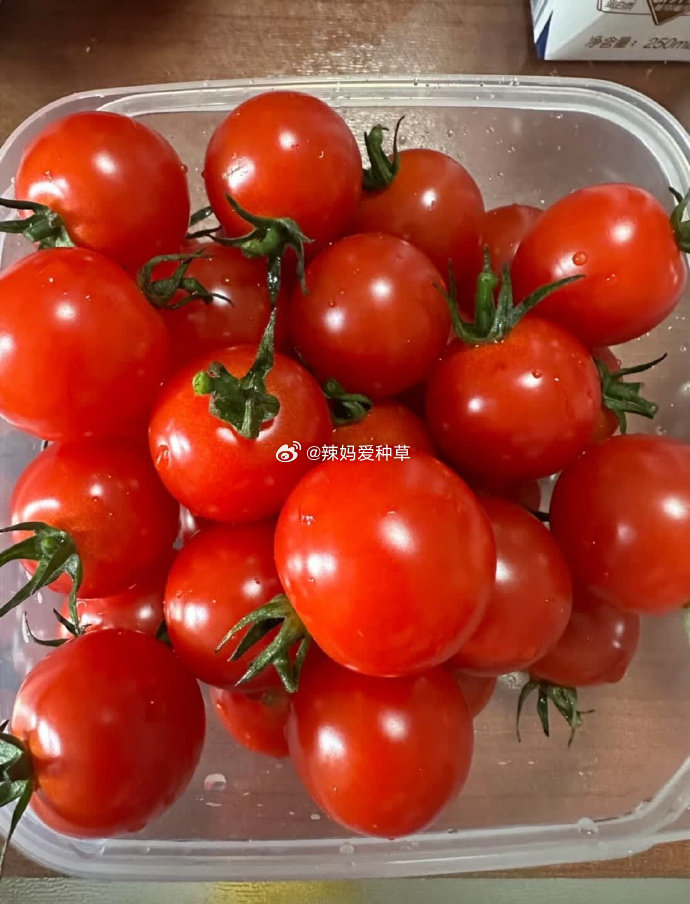 shruti_salon's tweet photo. Just tried the new organic cherry tomatoes from the local farmers' market—burst with sweet juice, zero watery aftertaste, perfect for salads or snacks!  Highly recommend! https://t.co/5d8zdFcBkN