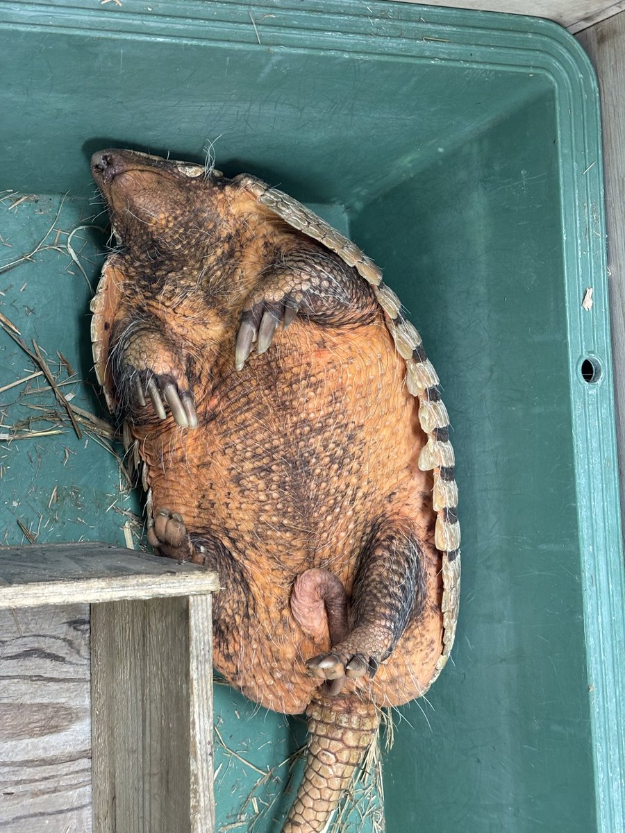 ChibaZoo's tweet photo. 動物公園に新しい動物たち（ムツオビアルマジロ、キンムネオナガテリムク、ソデグロバト）がやってきました。現在、検疫飼育中ですが、みな落ち着いて過ごしています。（飼2）
https://t.co/eiZYY3Fh8E
#千葉市動物公園 https://t.co/h5J3P7RV0N