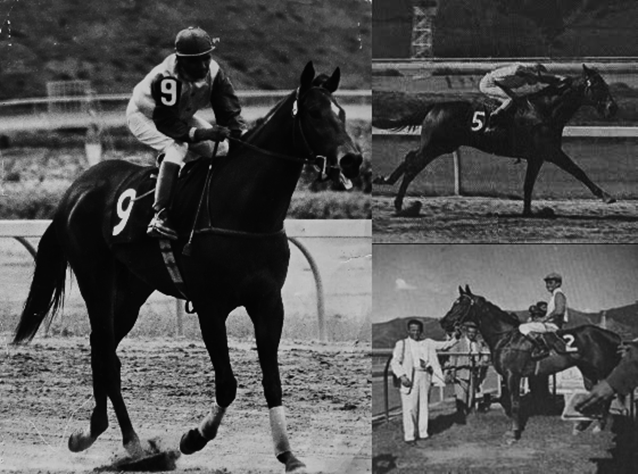 blindadosalas1's tweet photo. #Hipismo #RecordarEsVivir El 02/07/1960 GRADISCO 🇻🇪 con RAFAEL DAVID GUZMÁN se impuso ante los importados encabezados por MOHICANO 🇦🇷 en 83⅕ en 1.400 Mts., récord nacional por 20 años, hasta que GELINOTTE (1980) detuvo el #TeleTimer en 83" curiosamente en el #ClásicoGradisco https://t.co/vsOLQurhsw
