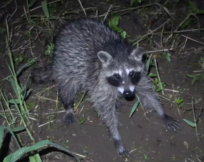 Mitsuru_MH's tweet photo. 家の近くで最近見かけた動物たち
アライグマ、タヌキ、ネコ、タヌキ
で合ってる？ https://t.co/72mFZiQ2Av