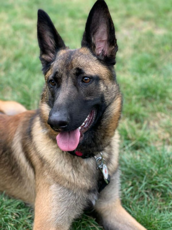 Penny2449's tweet photo. #forgottensoulshour
Axel DoB 6/5/21 Mali x GSD, all info here 
https://t.co/F8IHQcW3UY  @gsrescueelite https://t.co/IhBxyFnWQ9