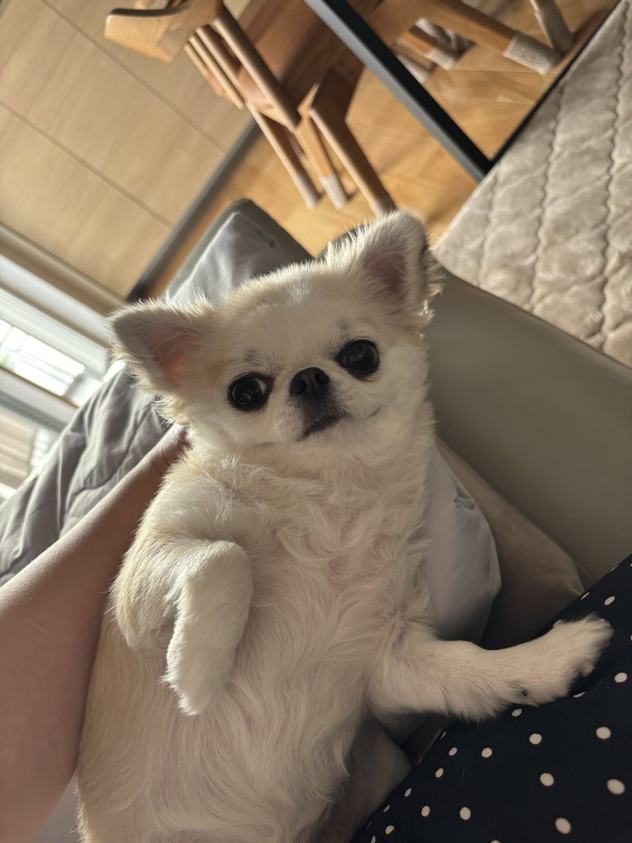 chihuahua_ume's tweet photo. みんなへ
けがはえてきたよ
うめより https://t.co/ouP6BeYfDk