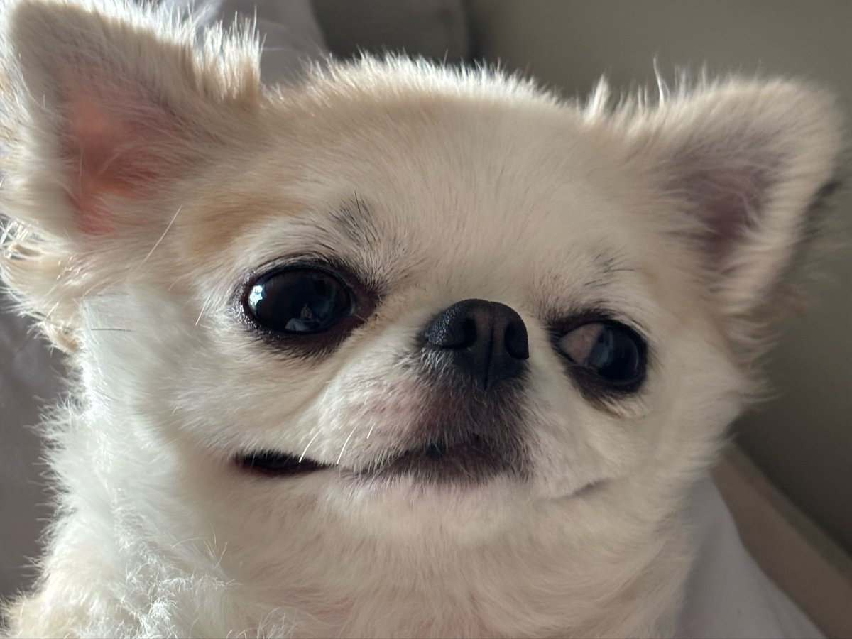 chihuahua_ume's tweet photo. みんなへ
けがはえてきたよ
うめより https://t.co/ouP6BeYfDk