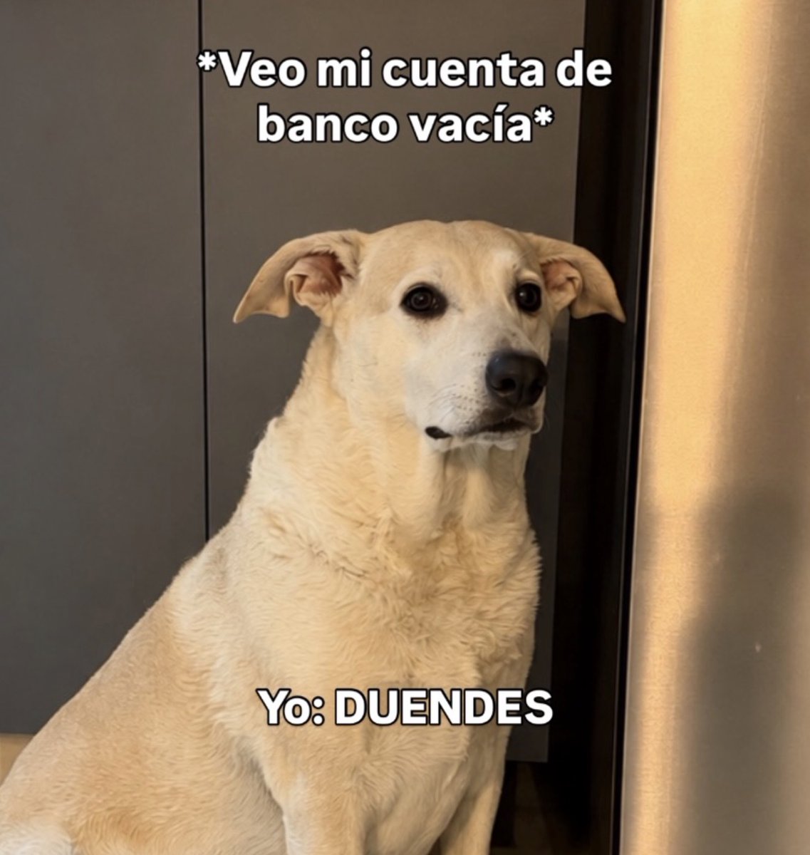 MundoDeBigotes's tweet photo. https://t.co/WajoSdMRYX