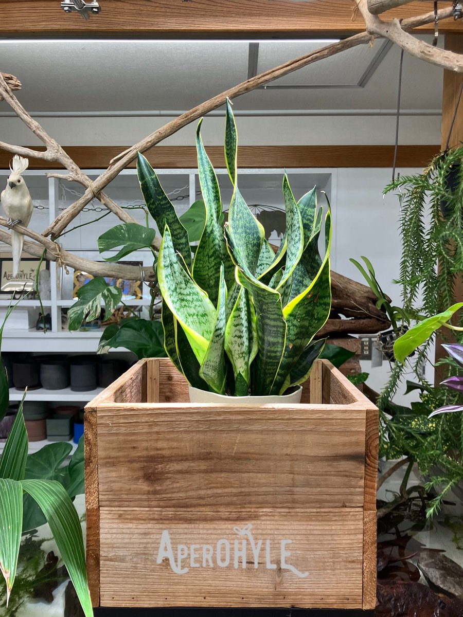 aperohyle's tweet photo. サンセベリアは南アフリカや東南アジアなどが原産の植物です 

細長い葉っぱには虎のしっぽのような縞模様があるのが特徴です￼ 

また空気中の有害物質を吸収、分解してくれる効果があるのも嬉しいですね￼ 

＃サンセベリア https://t.co/KysmeJamFo