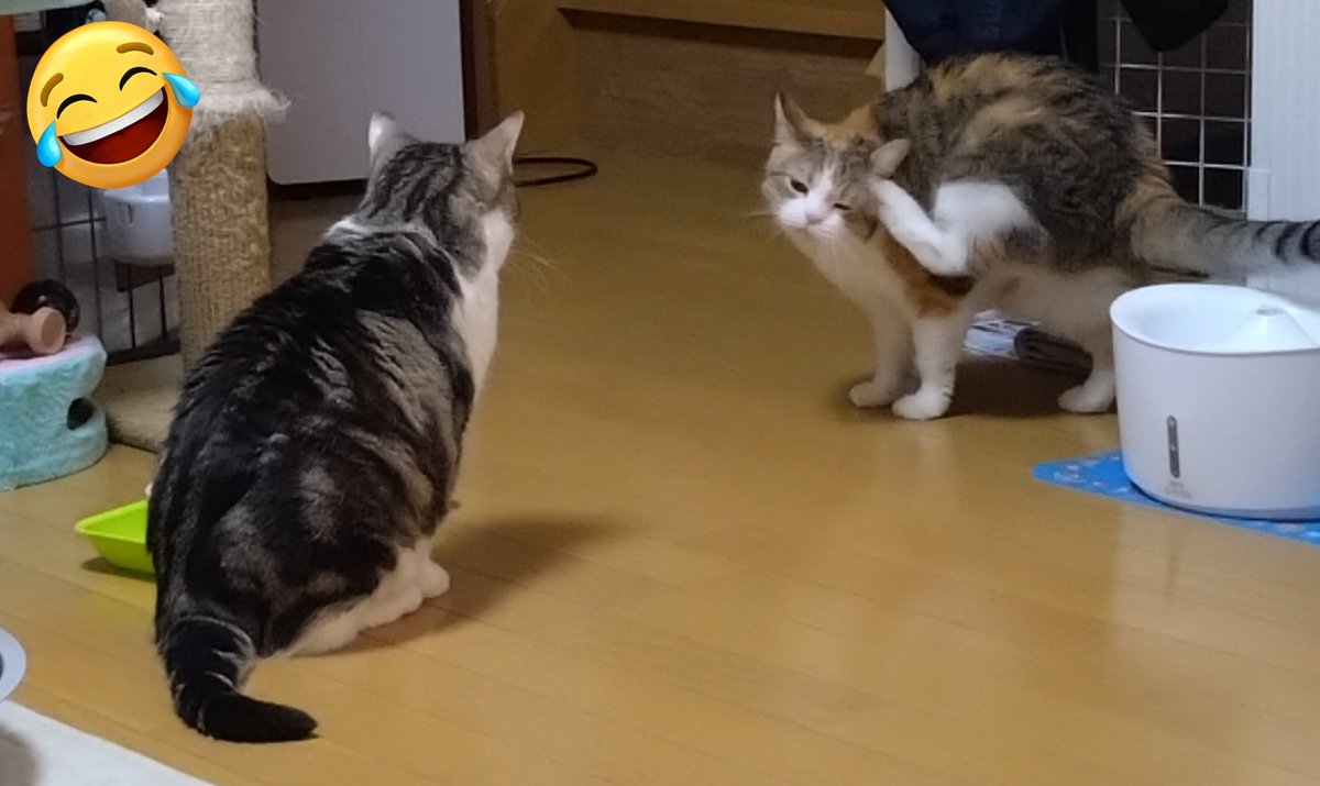 chubby0825's tweet photo. チャビーくん🐾病院へ行ってきました🏥お薬は長く続けられないので今日から局所治療として目薬で様子をみることになりました✨目と鼻は繋がっているので少しでも鼻詰まりが解消されると良いのだけれど😅
帰宅後はジェミーとわちゃわちゃ🐾ww元気😊
#猫 #猫のいる暮らし #チャビー #ジェミー #猫の病院 https://t.co/j5i7xy66hz