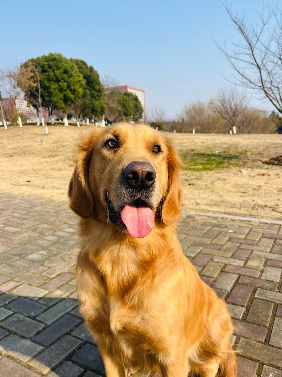nk06130429's tweet photo. Nothing beats coming home to a fluffy tail wagging nonstop—my golden retriever’s silly grins turn every tired day into a happy one.， https://t.co/yTNdKwesLD