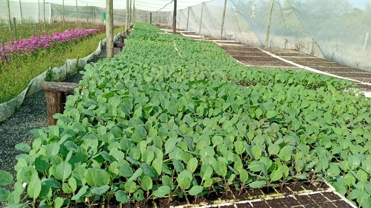 kokiebaloyi26's tweet photo. Our Nursery 💚 https://t.co/SH0vM49bgO
