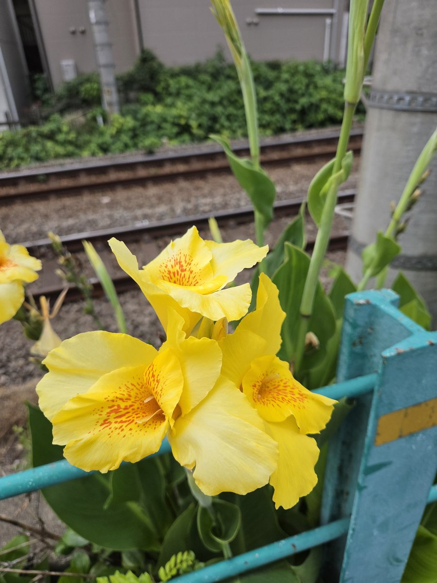 ひろぽんページです。 Post by ひろぽん💛 on X: 今日の黄色💛