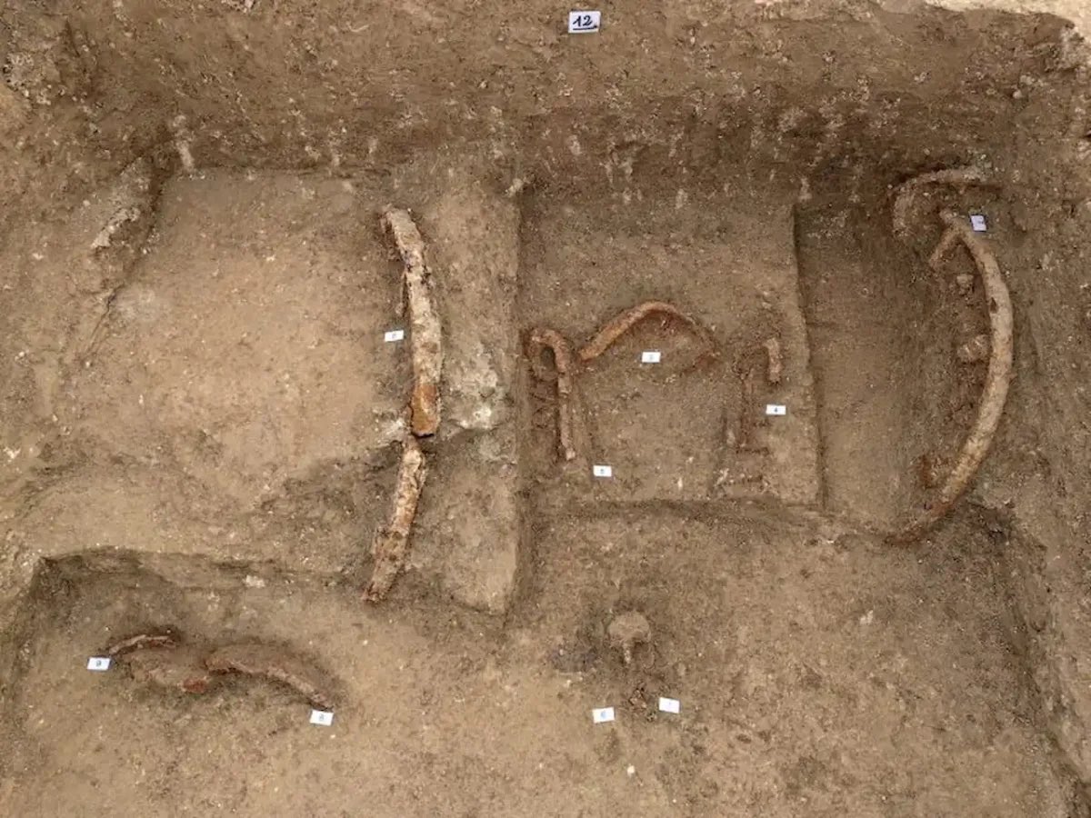 madamarchaeo's tweet photo. NEW: Princely chariot burial found at the Picene necropolis of Conero in Italy

The Picenes were an ancient Italic people who flourished on the Middle Adriatic side of Central Italy between the 9th-3rd centuries BC. This burial dates to the 6th century.

In addition to the chariot, the elite individual had been laid to rest with military equipment (weapons and a helmet), a bronze oinochoe (wine jug) of the Graeco-Etruscan tradition, and a folding stool that symbolized power in pre-Roman Italy. Bronze containers preserving traces of organic material, ceramics, and animal bones may have been food offerings or the remains of a banquet that accompanied the burial.

📸: Soprintendenza Abap Ancona Pesaro Urbino