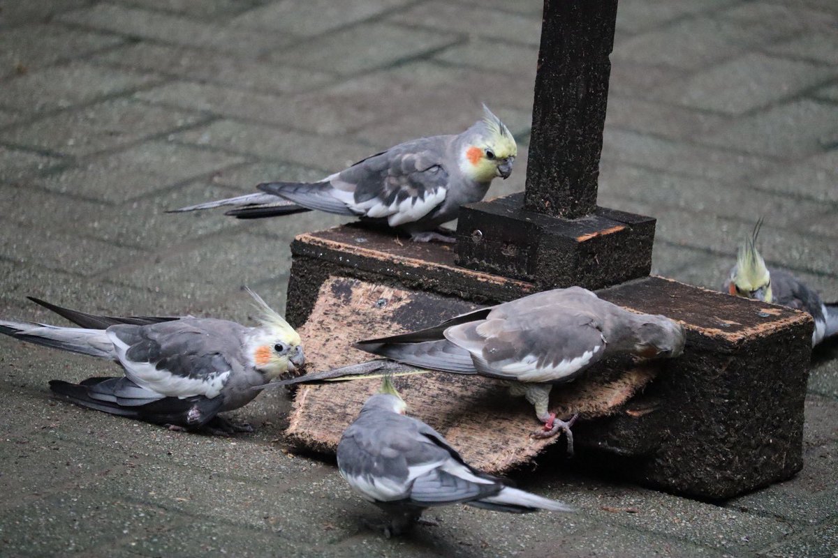 kbird_official's tweet photo. 看板の土台を一生懸命かじるオカメインコたち🦜🔨
やめてくれ〜😂

#オカメインコ
#イタズラ
#ガジガジ
#キャンベルタウン野鳥の森 https://t.co/nkvLxGOsJV